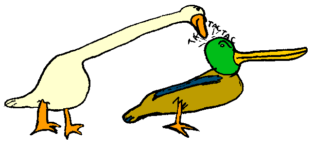 Canard & jars (Matthieu 211100)
