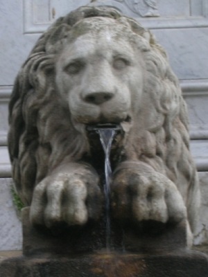 Lion qui bave