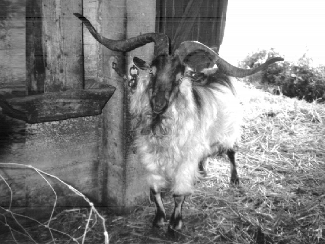 Zucchero, mai 2000
